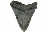 Bargain, Fossil Megalodon Tooth - South Carolina #185241-1